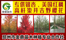 邳州市金鼎苗木种植专业合作社