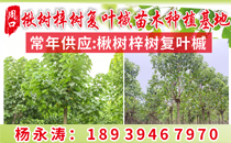 周口楸树梓树复叶槭苗木种植基地