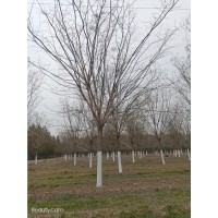 美国红枫主干8-20公分8年株高8米 观赏绿化树 青青苗木