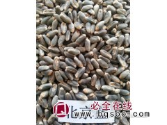 黑小麦种子图1