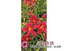 红色海盗萱草价格 鞍山萱草苗大量批发 东北耐寒花卉 梅琳花圃图1