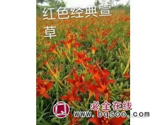 红色经典萱草苗 东北地被花卉 片植效果好 萱草苗 梅琳花圃图1