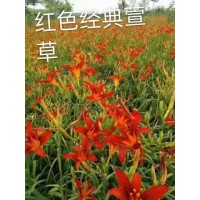 红色经典萱草苗 东北地被花卉 片植效果好 萱草苗 梅琳花圃