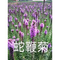 蛇鞭菊/蛇鞭菊苗/蛇鞭菊裸根苗/东北花卉/梅琳花圃/蛇鞭菊价格表