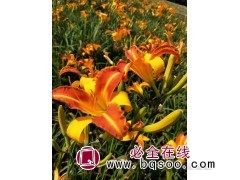 金光大道萱草 萱草品种多 可供挑选 绿化花卉 鞍山梅琳花圃图1