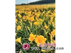 金娃娃萱草价格 东北耐寒宿根花卉 萱草杯苗大量 梅琳花圃图1