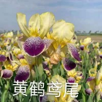 黄鹤鸢尾苗 美化环境 水生鸢尾植物 改善环境作用强 梅琳花圃