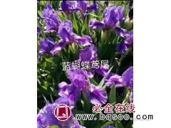 蓝蝴蝶鸢尾 鸢尾销售价格 蓝蝴蝶鸢尾苗销售 鞍山梅琳花圃图1