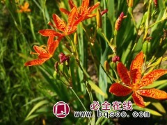 射干鸢尾 红花鸢尾 多年生草本 耐干旱和寒冷 鞍山梅琳花圃图1