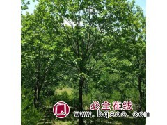 求购： 圃地蒙古栎单株11公分， 2.5米分枝，150颗图1