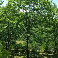 求购： 圃地蒙古栎单株11公分， 2.5米分枝，150颗