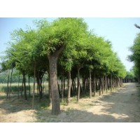 求购 12公分国槐，一级树， 分支点2.6米以上，200棵