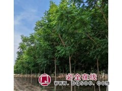 处理一部分栾树6到12公分，有需要的联系 河北保定图1