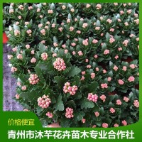 长寿花盆栽 观赏花卉室内绿植租摆 花色丰富 好养活 青州花卉