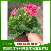 观赏性好 蝴蝶梅 沐芊保质保量租摆盆栽 花色鲜艳品相好