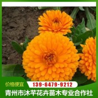 金盏菊基地出售 沐芊花卉 金盏花小苗 苗圃直供 青州花卉 金盏菊价格