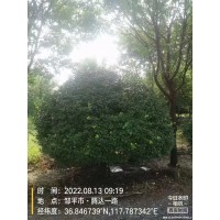 山东滨州景林园林苗圃经营1.8-3米多冠卫矛球 山东苗木