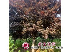 求购：6公分密植红叶李大量图1