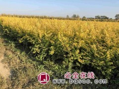 求购：地接金叶榆高度1.0米起步图1
