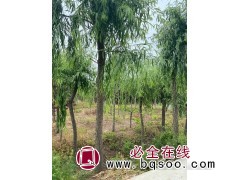 求购：垂柳 胸径8公分 2.8米分枝 工程苗 7倍土球图1