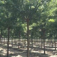 山东济宁繁秀苗木基地 供应8~25cm原生白蜡 山东苗木