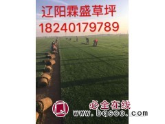 辽阳霖盛草坪基地大量出售自家草坪 冷季型 早熟禾系列图1