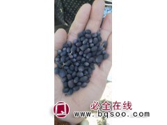 求购 水蜡种子 3000斤自己种，质量如图图1