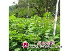 黄菠萝:做床苗高50公分- 2米20万株,东北苗木 延吉苗圃图1