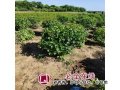 求购：丛生紫丁香100丛，高度1.2米以上 吉林白山附近图1