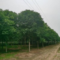 南阳七叶树基地供应：七叶树1-40公分 南阳花木