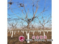 求购：栾树 胸径20公分 150棵左右，分枝点2.8米以上图1