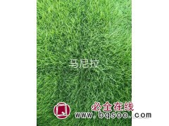 马尼拉草坪 常州草坪 草皮销售 常州天晨绿化苗木图1