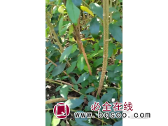 求购 地径3公分的 板栗苗，品种不限，裸根上车图1