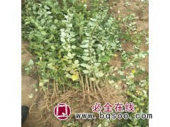 求购：裸根连翘 不分品种 两个枝以上，一个枝达到0.8图1