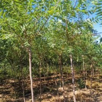 求购：4公分 文冠果 定植苗