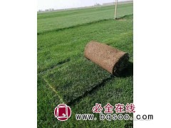 辽阳草坪基地，早熟禾，美国优异，翡翠，B6，志鹏草坪图1