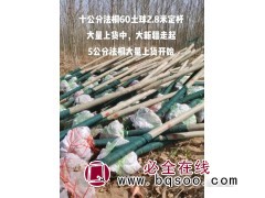 5-10公分法桐价格 河北苗木 飞龙园艺场 河北法桐基地图1