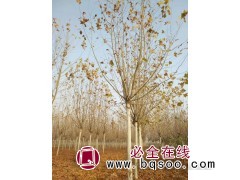求购：15公分法桐，原生树（中心杆）一级树图1