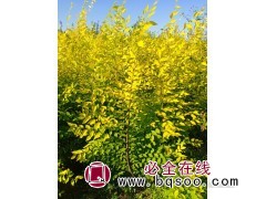 求购：金叶榆地接苗：60高起步，3万棵，品质好侧枝多的图1