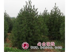 白皮松3-7米 河北苗木 白皮松基地 唐山鸿景苗木场图1
