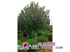 大量供应玉兰 白玉兰基地 河北苗木 唐山鸿景苗木场图1
