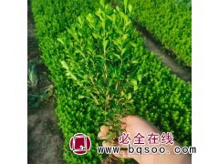 求购 小叶黄杨图1