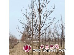 求购：楸树 胸径8公分，土球50公分，分枝2米5，冠幅2米图1