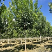 16公分白蜡 造型白蜡树 行道庭荫观赏树 枝繁茂 山东苗木