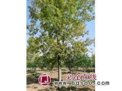 求购 25厘米 速生白蜡 三叉以上 冠幅饱满 数量500棵图1