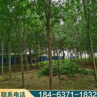 18公分白蜡 风景庭院观赏白蜡树 株高5 土球直径7