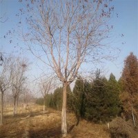 北栾 大量出售 10-18公分 精品树形分枝点一致 梓绿园林