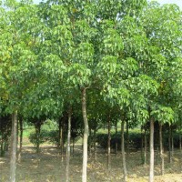 求购 胸径16公分 重阳木 500棵，要求分枝点2.8-3米