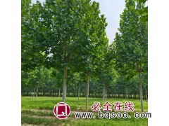 16公分法桐 行道庭荫工程绿化法桐树 树形笔直 绿之源苗木图1
