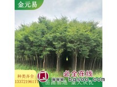 多规格光叶榉 形态优美 园林绿化乔木 基地供应 江苏行道树图1